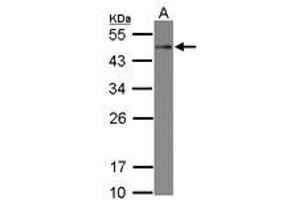 Image no. 1 for anti-serine/threonine/tyrosine Interacting-Like 1 (STYXL1) (AA 1-313) antibody (ABIN1501221) (STYXL1 antibody  (AA 1-313))