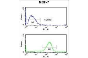 NIP7 Antibody (C-term) (ABIN652635 and ABIN2842425) flow cytometry analysis of MCF-7 cells (bottom histogram) compared to a negative control cell (top histogram).