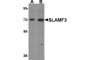 Western blot analysis of SLAMF3 in 293 cell lysate with SLAMF3 antibody at (A) 1 and (B) 2 µg/mL. (LY9 antibody  (C-Term))
