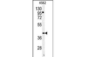 Western blot analysis of OMD antibody (Center) (ABIN391686 and ABIN2841591) in K562 cell line lysates (35 μg/lane).