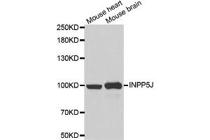 Western blot analysis of extracts of various cell lines, using INPP5J antibody (ABIN5973988) at 1/1000 dilution. (INPP5J antibody)