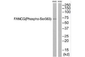 Western blot analysis of extracts from K562 cells, using FANCG (Phospho-Ser383) antibody. (FANCG antibody  (pSer383))