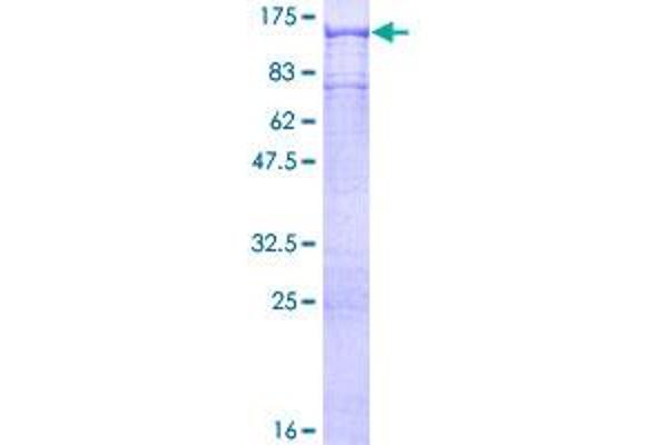 COPB2 Protein (AA 1-906) (GST tag)