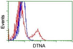 HEK293T cells transfected with either RC223952 overexpress plasmid (Red) or empty vector control plasmid (Blue) were immunostained by anti-DTNA antibody (ABIN2454049), and then analyzed by flow cytometry. (DTNA antibody)