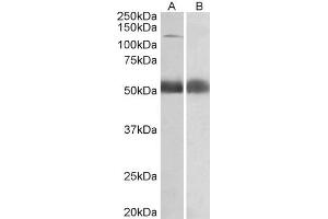 ABIN5539511 (0. (COPA antibody  (Internal Region))