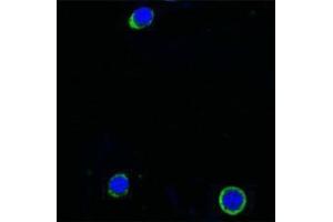 Immunofluorescence (IF) image for anti-Interleukin 21 (IL21) antibody (Biotin) (ABIN2666224) (IL-21 antibody  (Biotin))