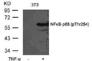 Image no. 3 for anti-Nuclear Factor-kB p65 (NFkBP65) (pThr254) antibody (ABIN196626) (NF-kB p65 antibody  (pThr254))