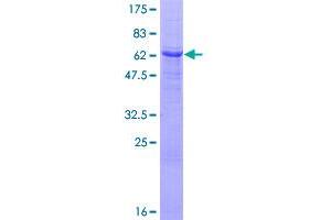SGK2 Protein (AA 1-367) (GST tag)