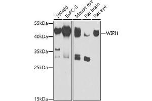 Western blot analysis of extracts of various cell lines, using WIPI1 antibody (ABIN6132784, ABIN6150221, ABIN6150222 and ABIN6223431) at 1:1000 dilution. (WIPI1 antibody  (AA 187-446))