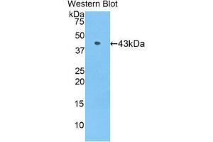 Western Blotting (WB) image for anti-Apolipoprotein A-IV (APOA4) (AA 21-382) antibody (ABIN1858045) (APOA4 antibody  (AA 21-382))