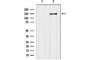 anti-Contactin Associated Protein-Like 4 (CNTNAP4) (C-Term) antibody
