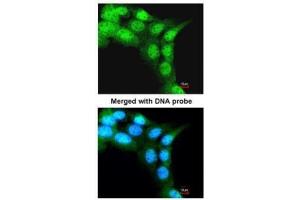 ICC/IF Image Immunofluorescence analysis of paraformaldehyde-fixed A431, using FBXL3, antibody at 1:200 dilution. (FBXL3 antibody)