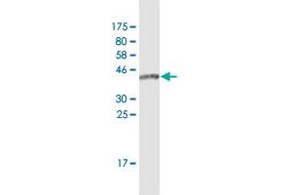 IFT20 antibody  (AA 1-148)