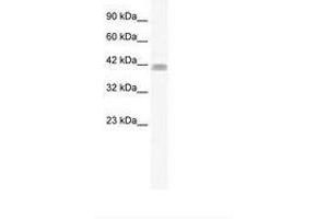 Image no. 1 for anti-Zinc Finger Protein 529 (ZNF529) (AA 141-190) antibody (ABIN6735995)