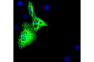 Anti-AFP mouse monoclonal antibody (ABIN2452711) immunofluorescent staining of COS7 cells transiently transfected by pCMV6-ENTRY AFP (RC206622). (alpha Fetoprotein antibody)