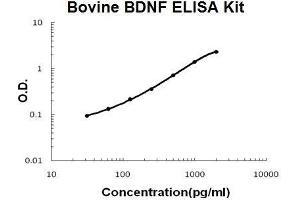 Bovine BDNF PicoKine ELISA Kit standard curve (BDNF ELISA Kit)