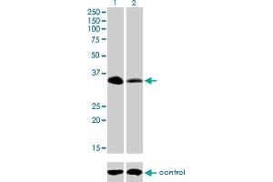 Western blot analysis of RFFL over-expressed 293 cell line, cotransfected with RFFL Validated Chimera RNAi (Lane 2) or non-transfected control (Lane 1). (RFFL antibody  (AA 2-99))