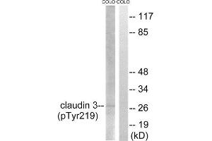 Western Blotting (WB) image for anti-Claudin 3 (CLDN3) (pTyr219) antibody (ABIN1847753) (Claudin 3 antibody  (pTyr219))