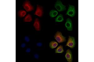 ABIN7094687 and ABIN7098738 staining Hela cells by IF/ICC. (TRAF3 antibody  (C-Term))