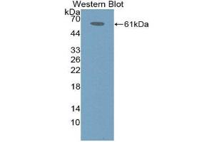 Western Blotting (WB) image for anti-Immune Receptor Expressed On Myeloid Cells 1 (IREM1) (AA 45-310) antibody (ABIN1868742)