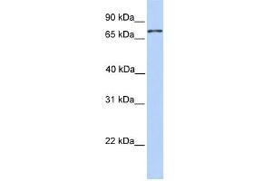 COLEC12 antibody used at 1 ug/ml to detect target protein.