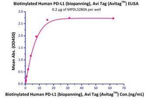Immobilized human IgG4 at 2 μg/mL (100 μl/well) can bind Biotinylated Human PD-L1 (recommended for biopanning)  with a linear range of 0. (PD-L1 Protein (AA 19-238) (His tag,AVI tag,Biotin))
