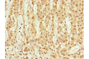 Immunohistochemistry of paraffin-embedded human adrenal gland tissue using ABIN7173131 at dilution of 1:100 (TMEM25 antibody  (AA 104-153))