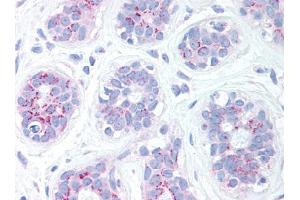 Image no. 1 for anti-BCL2 Binding Component 3 (BBC3) (C-Term) antibody (ABIN302789) (PUMA antibody  (C-Term))