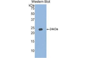 Western Blotting (WB) image for anti-Interferon, alpha 5 (IFNA5) (AA 24-189) antibody (ABIN3203132) (IFNA5 antibody  (AA 24-189))