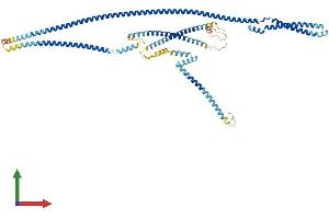 AlphaFold protein structure predicition of Mouse Recombinant Cux1 Protein, UniprotID P70403