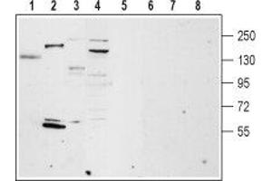 Western blot analysis of rat lung (lanes 1 and 5), rat heart membrane (lanes 2 and 6), mouse brain membrane (lanes 3 and 7) and ms1 mouse pancreas cells lysate (lanes 4 and 8): - 1-4. (TRPM4 antibody  (Intracellular, N-Term))