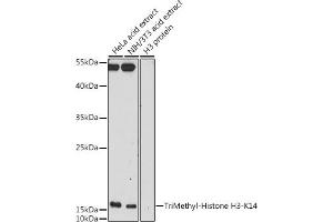 Western blot analysis of extracts of various cell lines, using TriMethyl-Histone H3-K14 antibody (ABIN7267697) at 1:500 dilution.