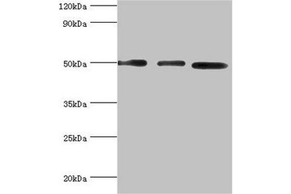 ADSS antibody  (AA 1-280)