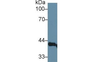 Western Blot; Sample: Rat Serum; Primary Ab: 1µg/ml Rabbit Anti-Rat LEDGF Antibody Second Ab: 0.