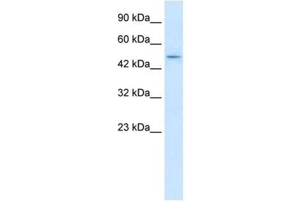 ZBTB47 antibody  (N-Term)