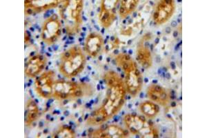 IHC-P analysis of kidney tissue, with DAB staining. (Profilin 3 antibody  (AA 1-133))