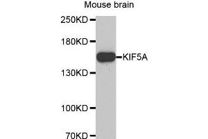 Western Blotting (WB) image for anti-Kinesin Family Member 5A (KIF5A) (AA 933-1032) antibody (ABIN1680589)