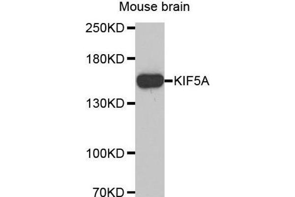 KIF5A antibody  (AA 933-1032)