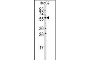 Western blot analysis of anti-ALDH4A1 Antibody (C-term) (ABIN392356 and ABIN2841995) in HepG2 cell line lysates (35 μg/lane). (ALDH4A1 antibody  (C-Term))