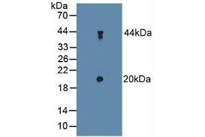 Figure. (TSC22D3 antibody  (AA 1-134))