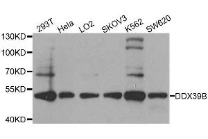 Western blot analysis of extracts of various cell lines, using DDX39B antibody. (DDX39B antibody  (AA 319-428))