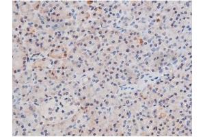 ABIN6267503 at 1/200 staining Human pancreas tissue sections by IHC-P.