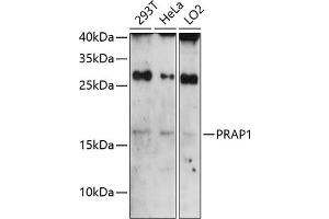 Western blot analysis of extracts of various cell lines, using PR antibody (ABIN6130638, ABIN6146122, ABIN6146123 and ABIN6224788) at 1:3000 dilution. (PRAP1 antibody  (AA 1-151))