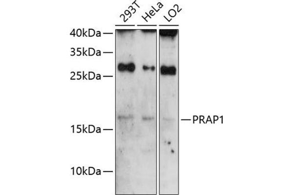 PRAP1 抗体  (AA 1-151)