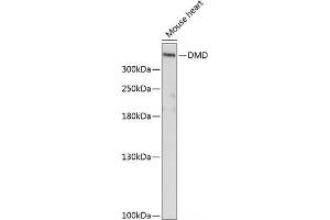 Western blot analysis of extracts of Mouse heart using DMD Polyclonal Antibody at dilution of 1:1000. (Dystrophin antibody)