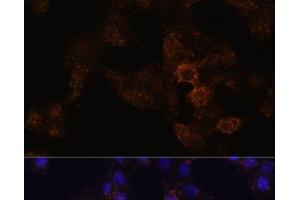 Immunofluorescence analysis of HeLa cells using GRP Polyclonal Antibody at dilution of 1:100. (Gastrin-Releasing Peptide antibody)