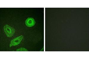 P-peptide - +Immunofluorescence analysis of HeLa cells, using HER3/ErbB3 (Phospho-Tyr1289) antibody. (ERBB3 antibody  (pTyr1289))
