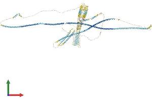 Protein Structure (PS) image for Ribosome Binding Protein 1 (RRBP1) (AA 1-1605) protein (His tag) (ABIN7564924)