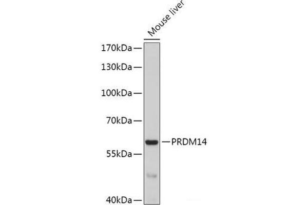 PRDM14 antibody