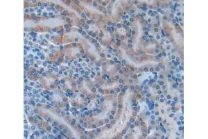 Figure. (INHBB antibody  (AA 297-411))